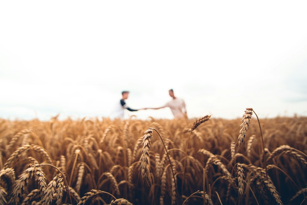 Midwest corn field harvest