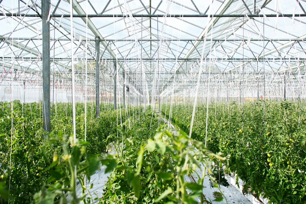 Precision water droplets misting organic lettuce leaves