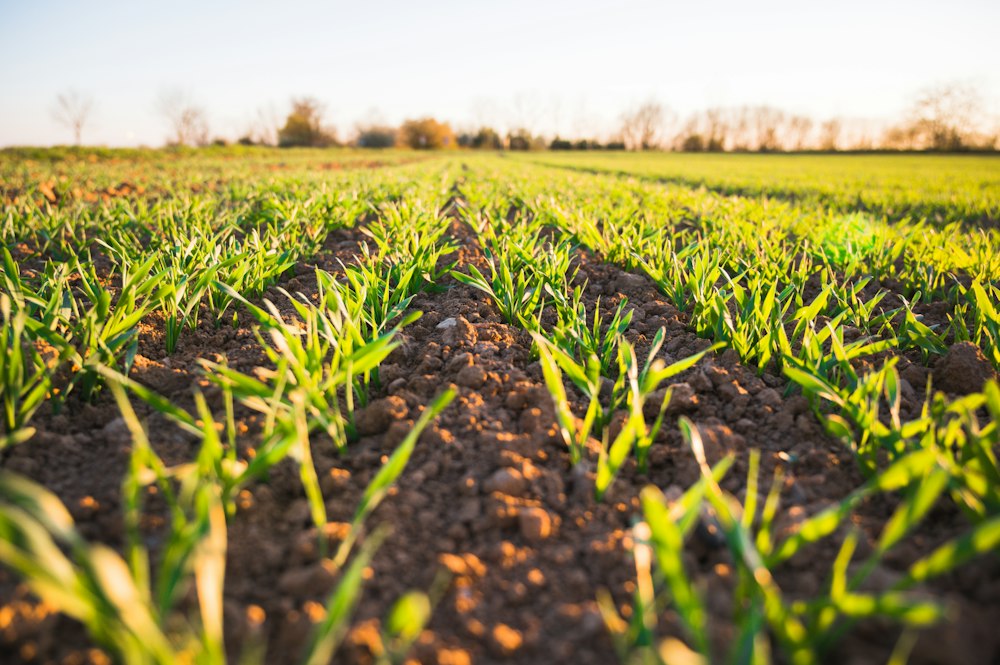 Autonomous agricultural drone precision spraying over healthy green crop fields