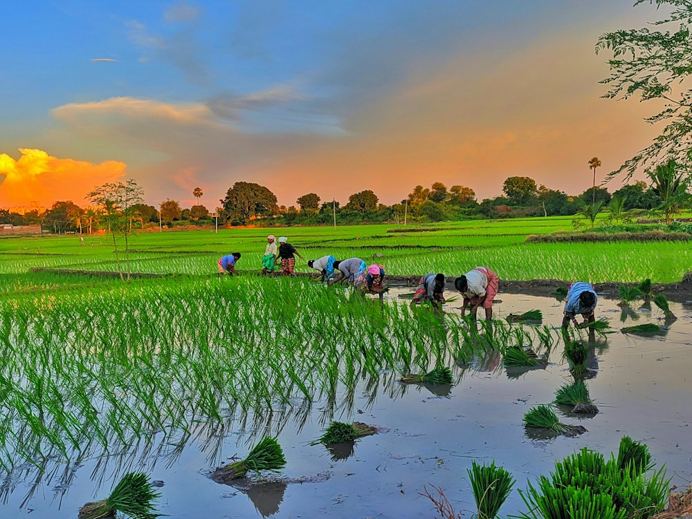 Rich green terraced fields illustrating sustainable agriculture technology