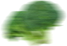 Layer 10